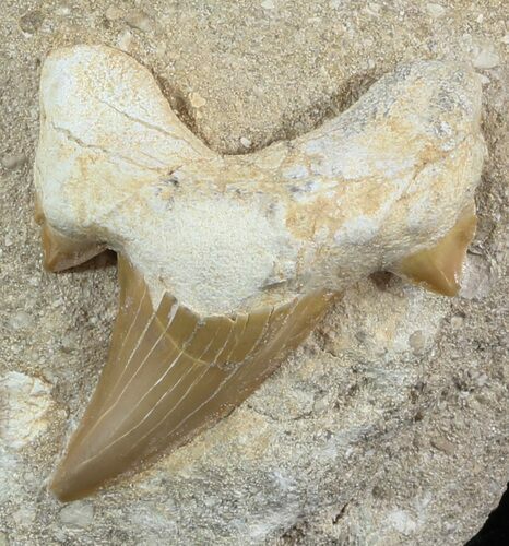 Otodus Shark Tooth Fossil In Rock - Eocene #47723